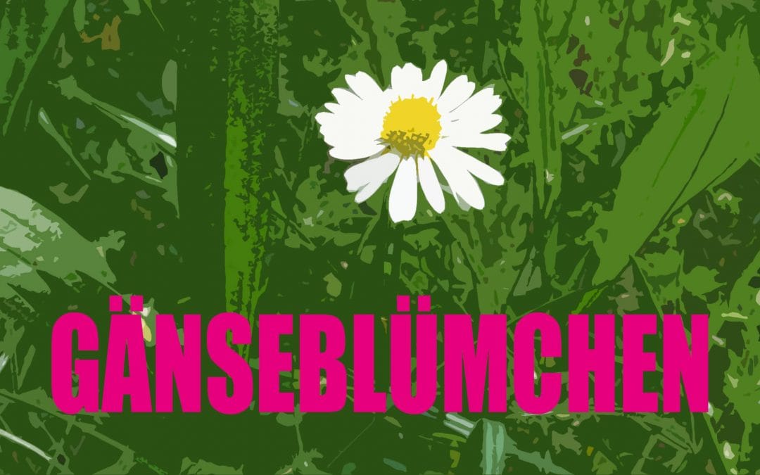 Gänseblümchen